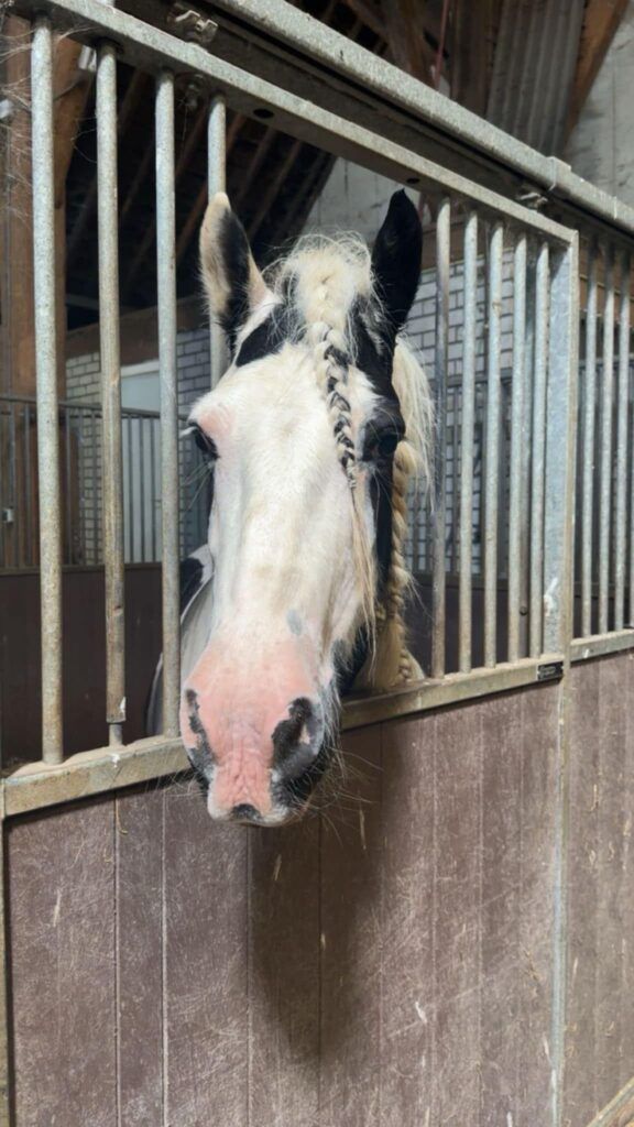 Dagbesteding op de manege