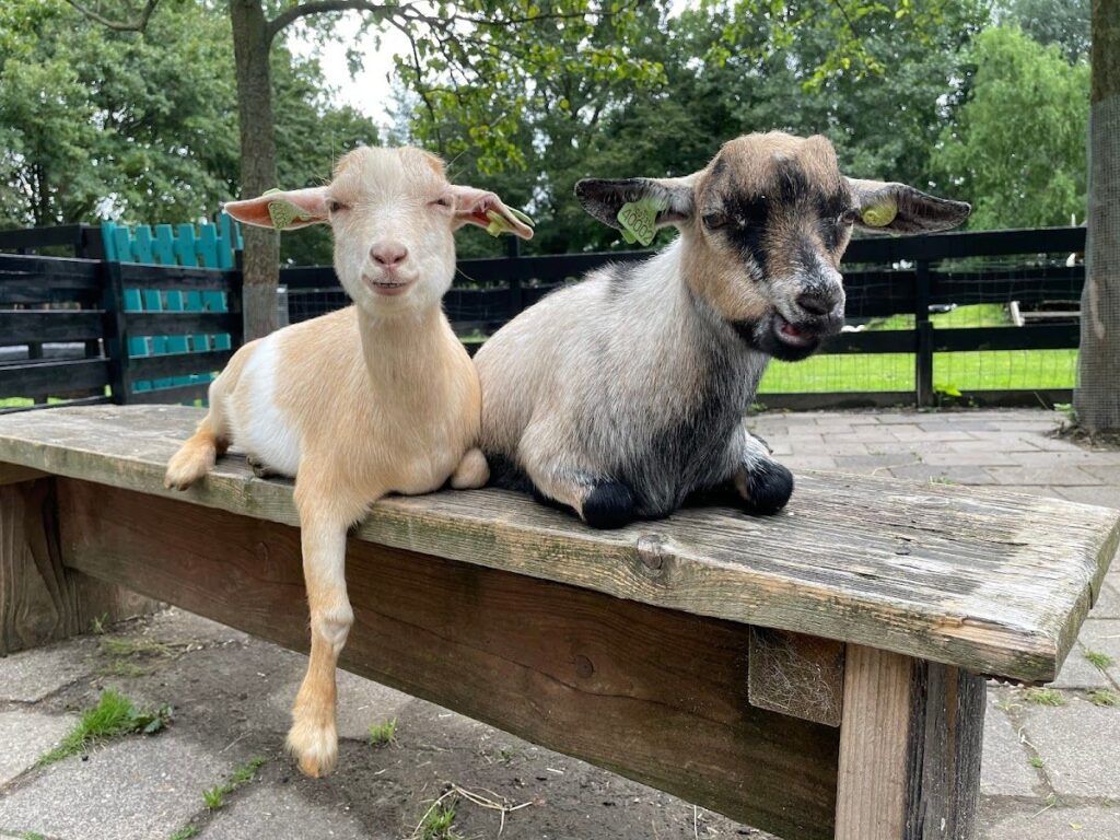 CVS Zorg -Kinderboerderij ‘De Heij’