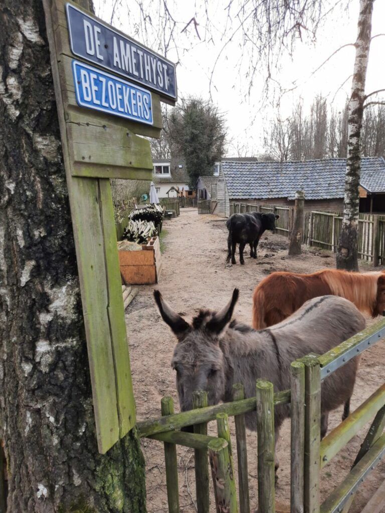 De Amethyst – Dagbesteding