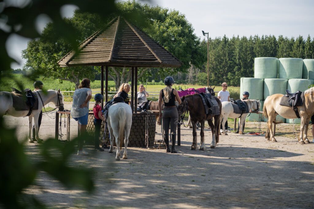 Les Chevaux